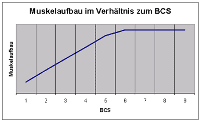 Muskelaufbau